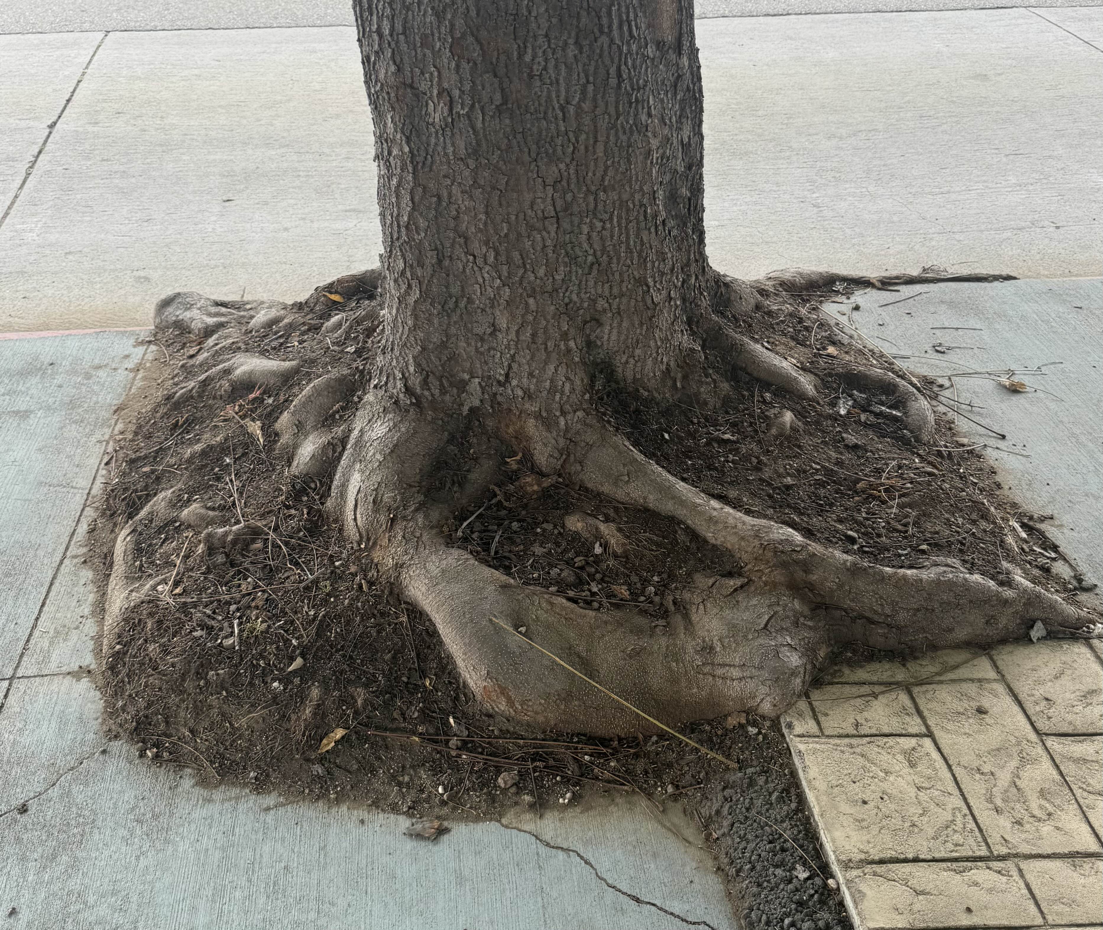 Tree on Westwood Blvd