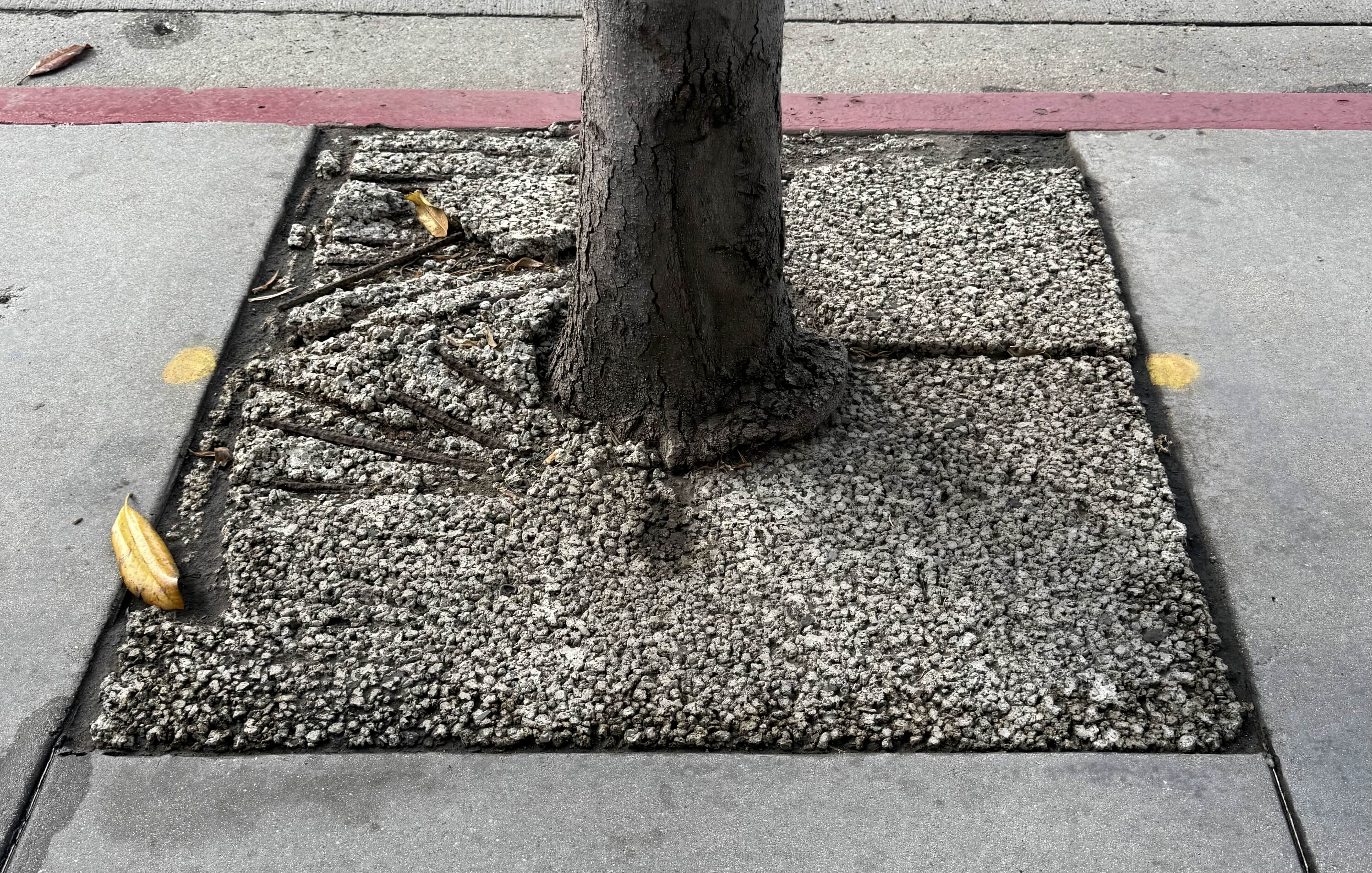 Tree on Wilshire Blvd