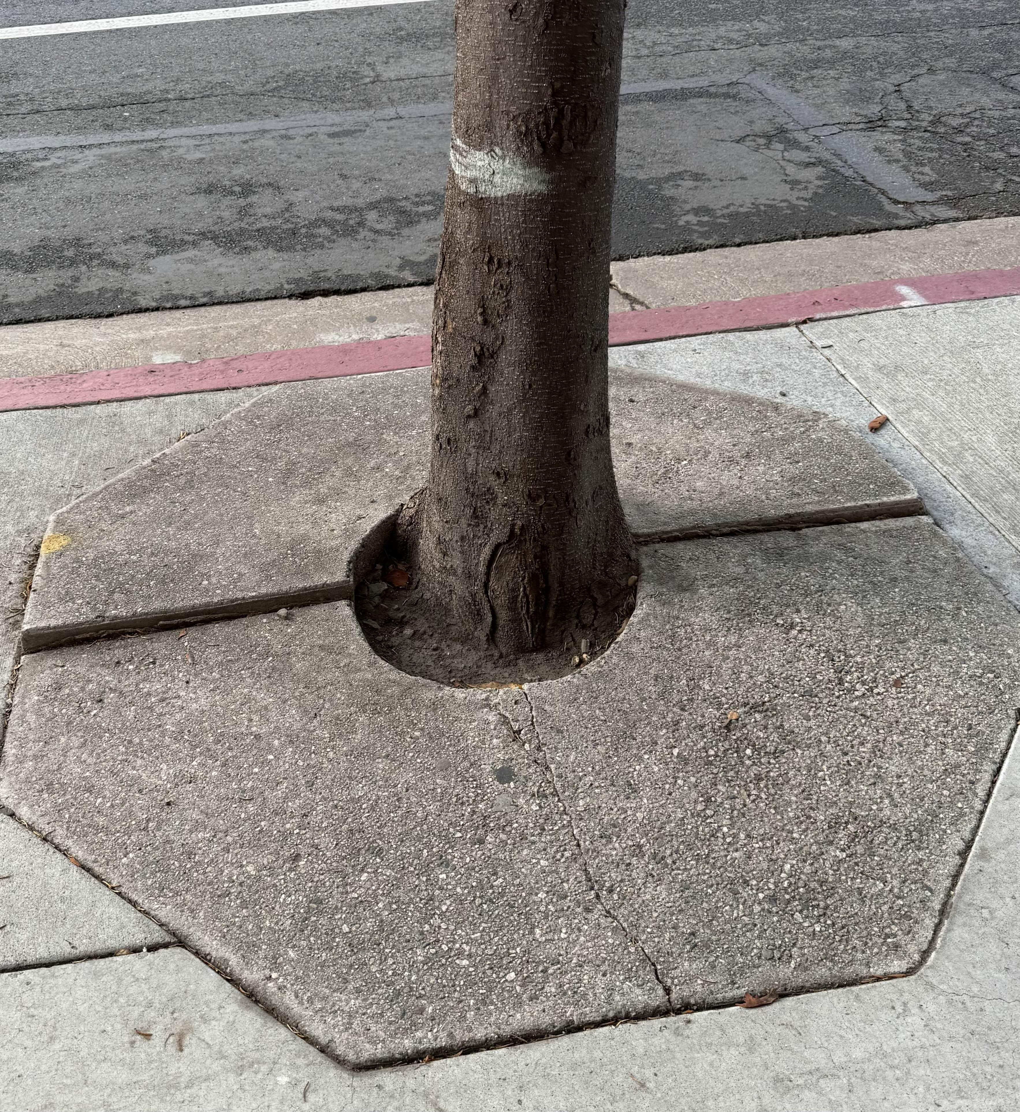 Tree on Wilshire Blvd