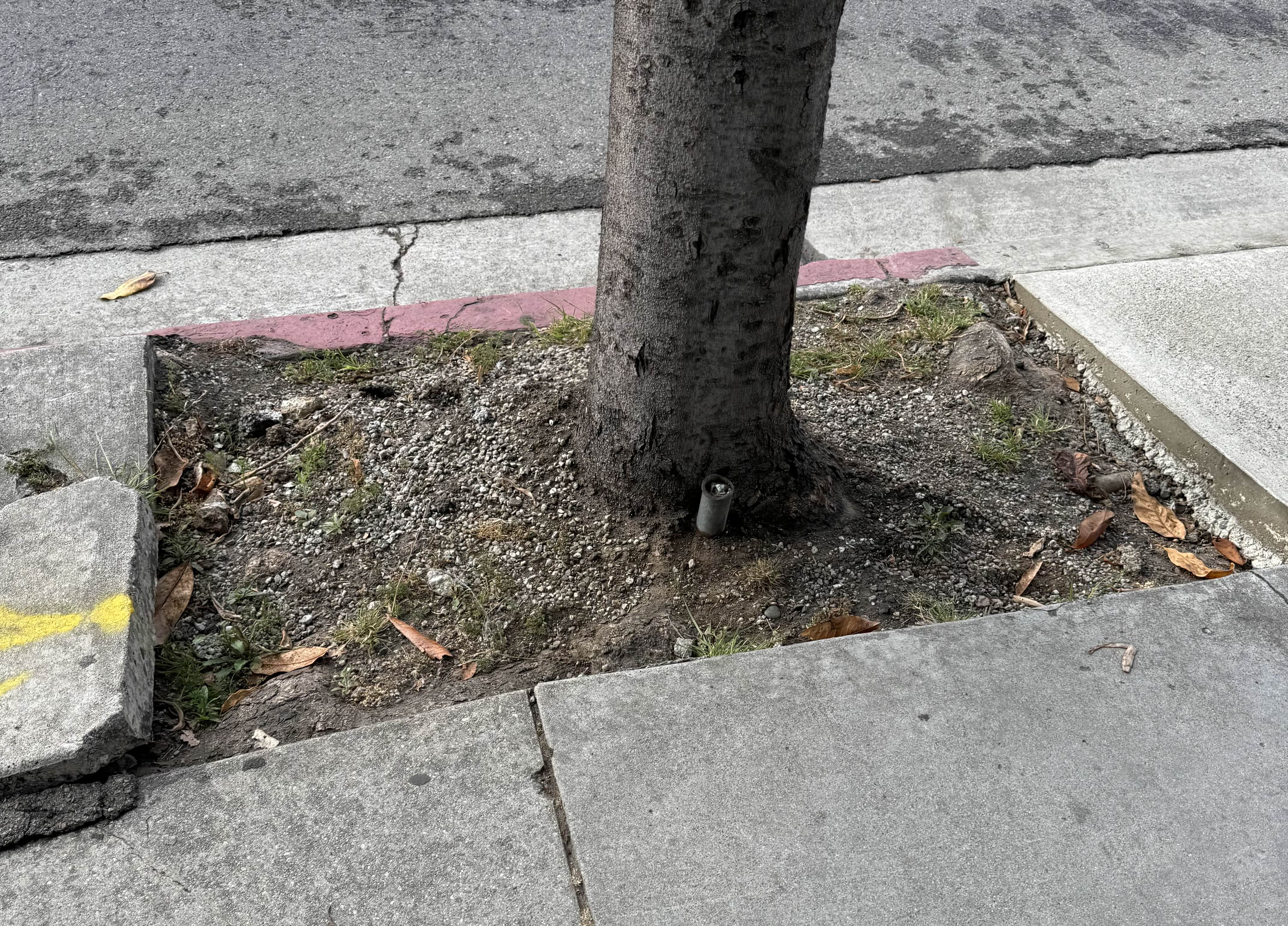 Tree on Wilshire Blvd