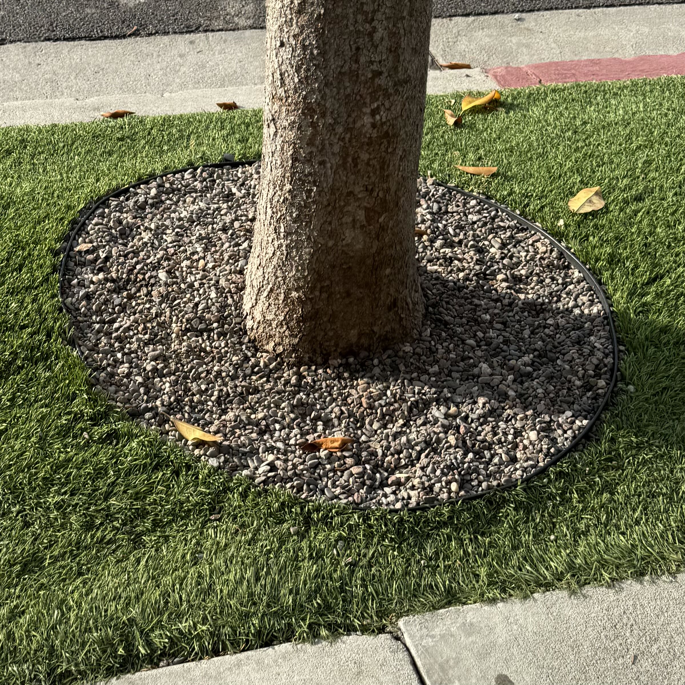 Tree on Wilshire Blvd