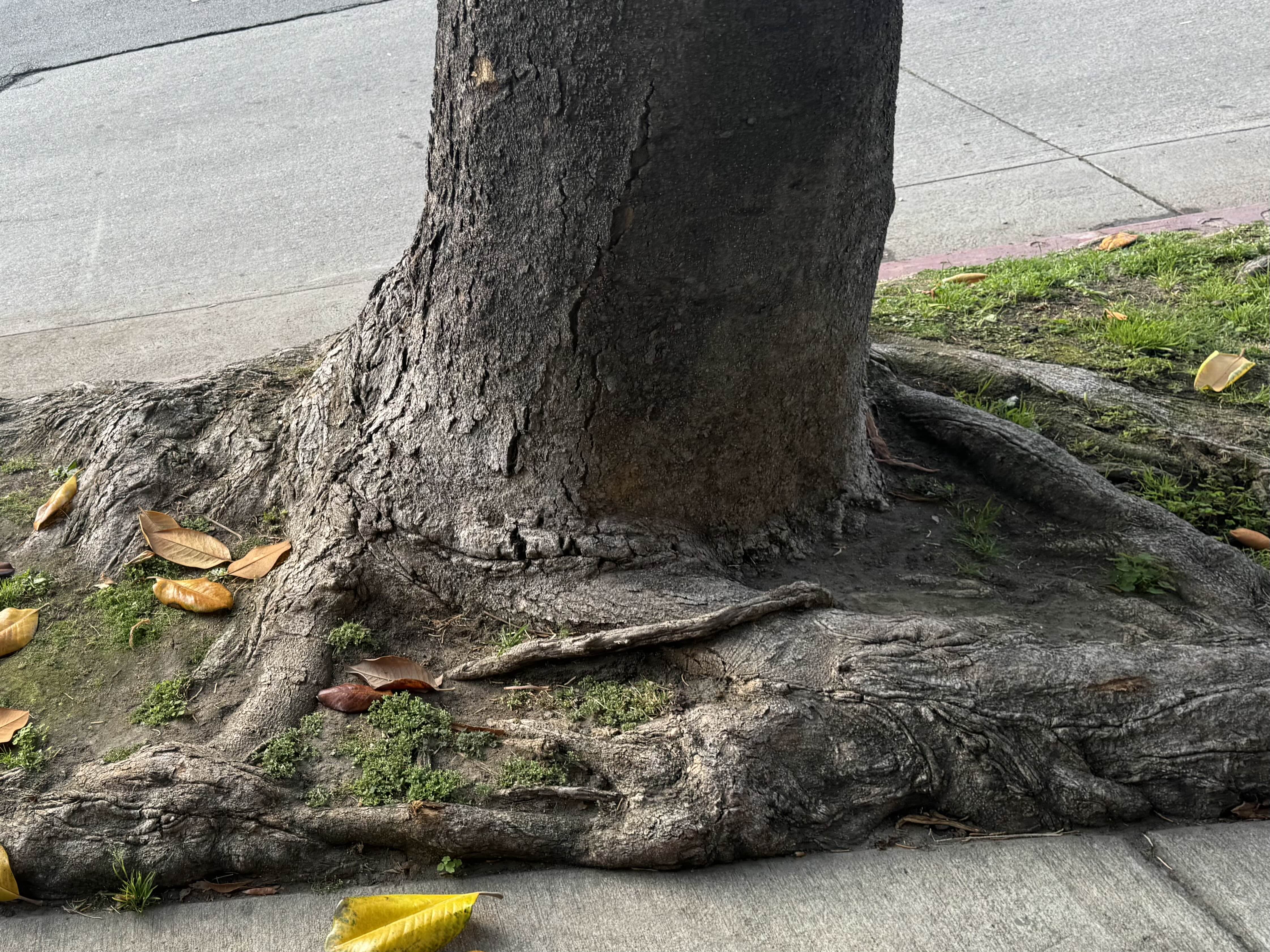 Tree on Wilshire Blvd